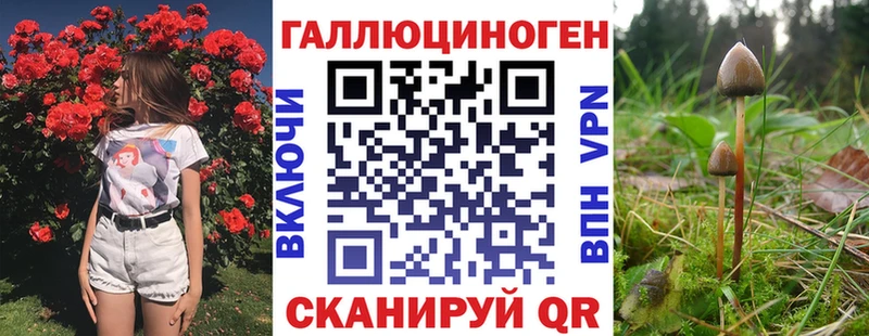 купить наркоту  Шатура  Псилоцибиновые грибы Psilocybe 